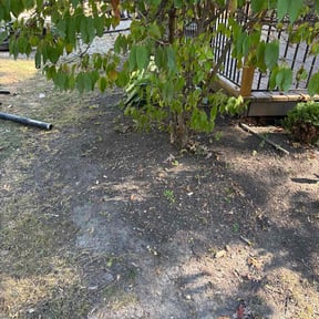 Leaf Removal by Lawn Xpressions Landscaping &amp; Pressure Washing Service LLC reviewed on November 5, 2025