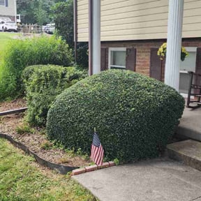 Bush Trimming by Parra&#039;s Lawn Service  reviewed on October 24, 2025