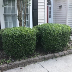 Bush Trimming by Epic Lawn Care reviewed on August 19, 2025