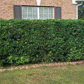 Bush Trimming by FreshStartMHC LLC reviewed on June 20, 2026