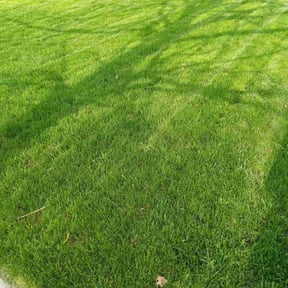 yard maintenance by Q Dog landscaping reviewed on August 21, 2025