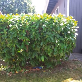 Bush Trimming by Holy Mowers reviewed on August 15, 2025