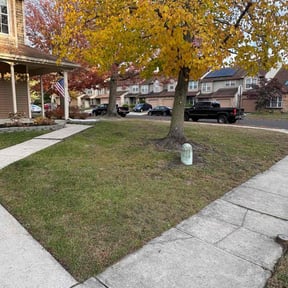 Leaf Removal by Rosetta LLC reviewed on November 9, 2025