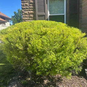 Bush Trimming by Cedric Lee's Tree Service and Landscaping reviewed on June 22, 2026