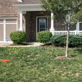 Bush Trimming by Father n Son git'er done Handyman and lawn service reviewed on August 16, 2025