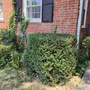 Bush Trimming by SRC Lawn Care reviewed on August 20, 2025