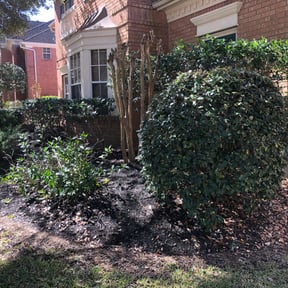 Bush Trimming by Byers Lawn reviewed on August 17, 2025