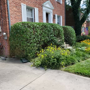 Bush Trimming by Swayne’s Lawncare LLC reviewed on August 17, 2025