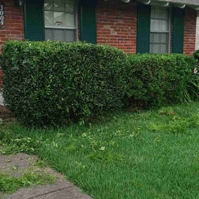 Bush Trimming by Robert Dukes Kut Pro Lawn Maintenance reviewed on August 17, 2025