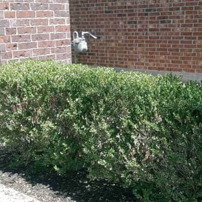 Bush Trimming by Proper Cut Landscapes LLC reviewed on August 21, 2025