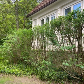 Bush Trimming by Zink Services reviewed on August 20, 2025