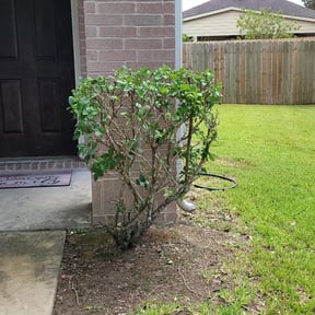 Bush Trimming by HILLIE Landscaping Services reviewed on August 21, 2025