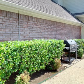 Bush Trimming by Precision Landscaping & more reviewed on August 21, 2025