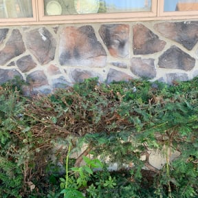 Bush Trimming by Smoove Service reviewed on August 17, 2025