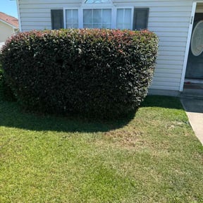 Bush Trimming by MHS lawn care reviewed on August 20, 2025