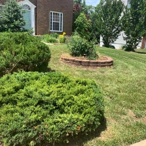 Bush Trimming by Brothers Martinez reviewed on August 16, 2025