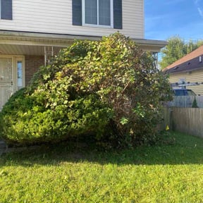 Bush Trimming by Southern Green Landscape reviewed on October 20, 2025