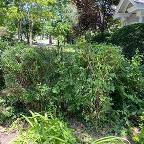 Bush Trimming by J & A lawn Maintenance LLC reviewed on August 19, 2025