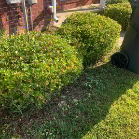 Bush Trimming by Paul Landis Dba Pro Turf Landscape and Lawn care reviewed on August 20, 2025