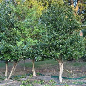 Bush Trimming by DPP Services reviewed on October 19, 2025