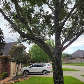 Bush Trimming by Reil Lawn Company LLC reviewed on April 22, 2024