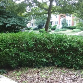 Bush Trimming by Nick’s lawn service reviewed on August 20, 2025