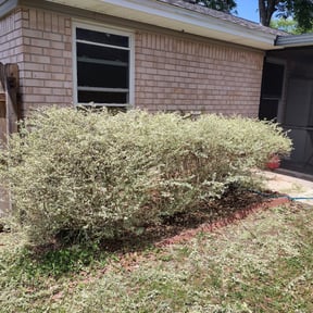 Bush Trimming by Denson's Total Lawn Care reviewed on August 17, 2025
