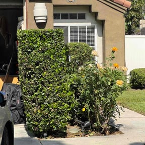 Bush Trimming by Triangle lawn care solutions reviewed on August 20, 2025