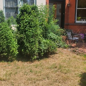 Bush Trimming by Tex Star property services reviewed on August 15, 2025