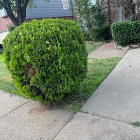 Bush Trimming by K&G Lawncare reviewed on August 21, 2025