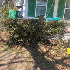 Bush Trimming by Handy lawn care reviewed on March 25, 2026