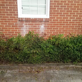 Bush Trimming by KK&amp;S LAWN CARE reviewed on August 15, 2025