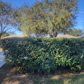 Bush Trimming by Carter&Sons reviewed on August 18, 2025