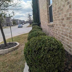 Lawn Mowing by  reviewed on September 4, 2023