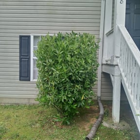 Bush Trimming by All Seasons Yard Service LLC reviewed on August 5, 2025