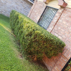 Bush Trimming by Cutting up Lawn and Tree Care reviewed on August 21, 2025