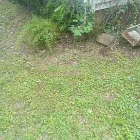 Bush Trimming by Dallas Enterprise LLC Lawn Care Services reviewed on August 18, 2025