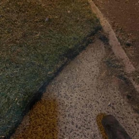 Bush Trimming by landscaping tree removal services reviewed on February 11, 2024