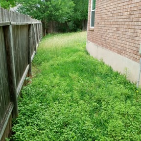 Leaf Removal by Mo, Blow, and Go guys reviewed on August 15, 2025