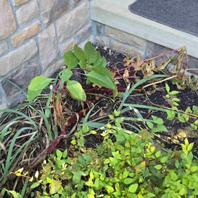 Flower Bed Weeding by Yard pro reviewed on November 24, 2025