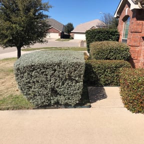 Bush Trimming by Minor Cuts reviewed on August 15, 2025