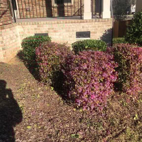 Bush Trimming by Marvin's Services LLC reviewed on August 16, 2025
