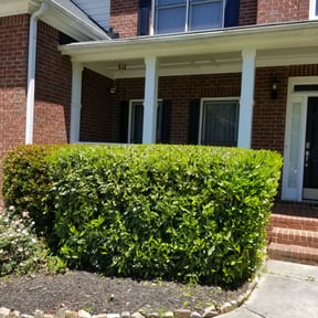 Bush Trimming by Uppercuts Lawn Care reviewed on August 17, 2025