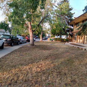 Flower Bed Weeding by Capital Mowing reviewed on August 19, 2025