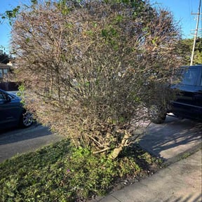Bush Trimming by Integrity Lawn Care LLC reviewed on February 3, 2026