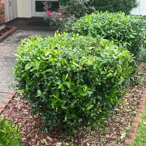 Bush Trimming by Fredrick  Miller reviewed on May 10, 2024