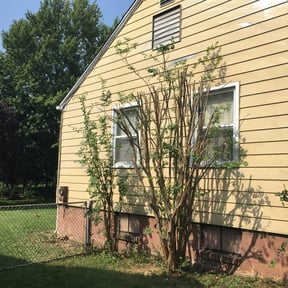 Bush Trimming by Re Image lawn care reviewed on August 16, 2025