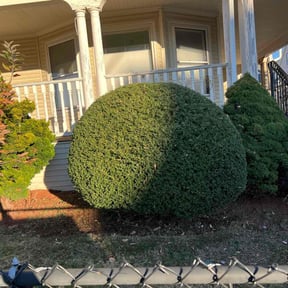 Bush Trimming by FAMILY TREE & LAWN reviewed on August 19, 2025