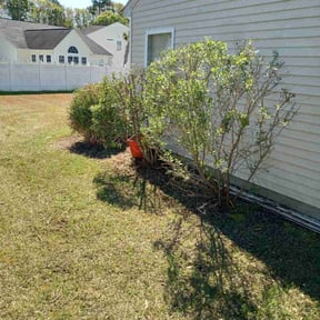 Bush Trimming by Branch's Lawn Care reviewed on August 15, 2025