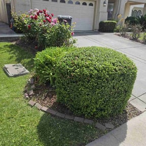 Bush Trimming by Ramboldt Renovations, llc reviewed on August 19, 2025
